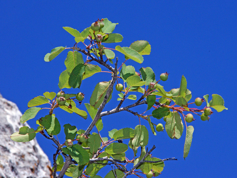 Amelanchier ovalis Medik.